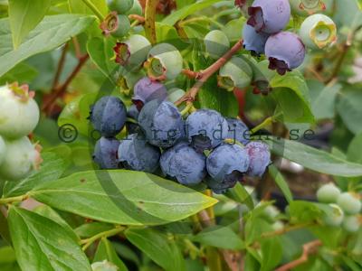 Vaccinium corymbosum 'Jersey' Vaccinium corymbosum 'Jersey'
