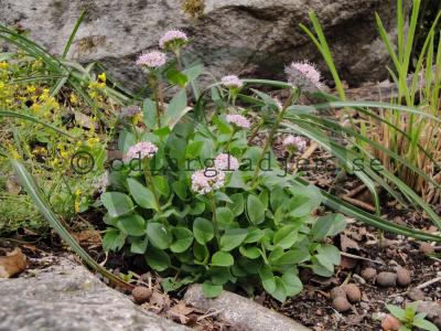 Valeriana supina Valeriana supina