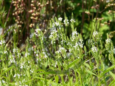 Verbena hastata 'White Spires' Verbena hastata 'White Spires'