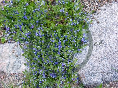 Veronica prostrata