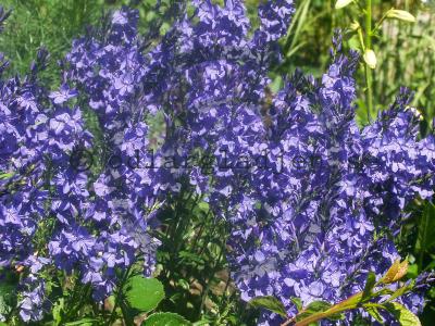 Veronica teucrium 'Knallblau' Veronica teucrium 'Knallblau'