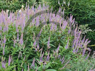 Veronicastrum virginicum 'Lavendelturm'
