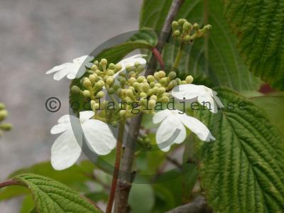 Viburnum plicatum f. tomentosum &#039;Mariesii&#039;