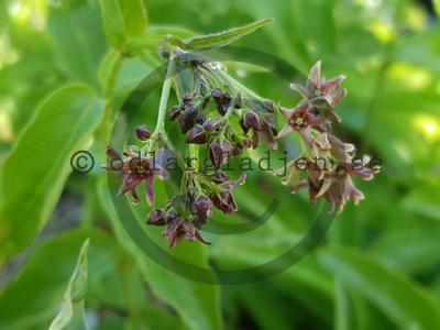 Vincetoxicum fuscatum