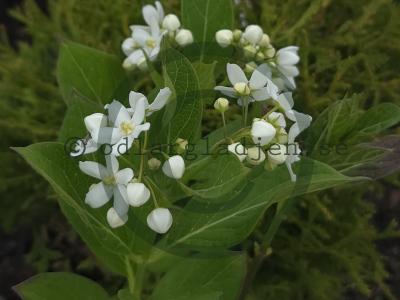 Vincetoxicum x ascyrifolium Vincetoxicum x ascyrifolium