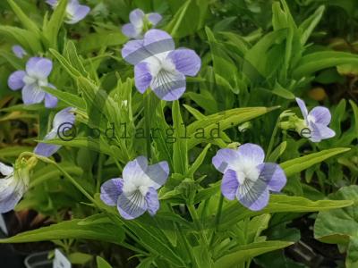 Viola elatior Viola elatior