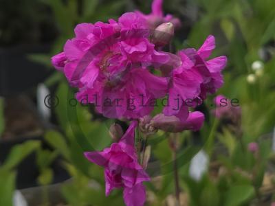 Viscaria vulgaris 'Plena' Viscaria vulgaris 'Plena'
