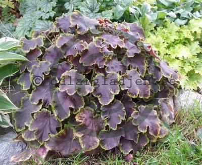 x Heucherella 'Solar Eclipse' x Heucherella 'Solar Eclipse'