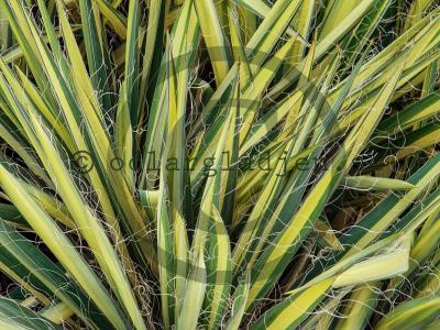 Yucca filamentosa 'Color Guard' Yucca filamentosa 'Color Guard'