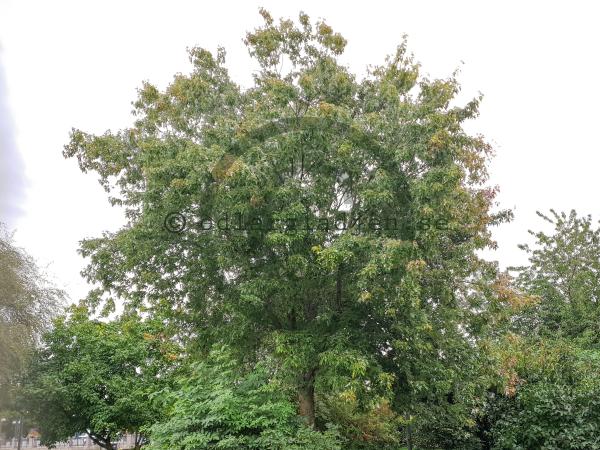 Köp Silverlönn Acer saccharinum | Odlarglädjens plantskola