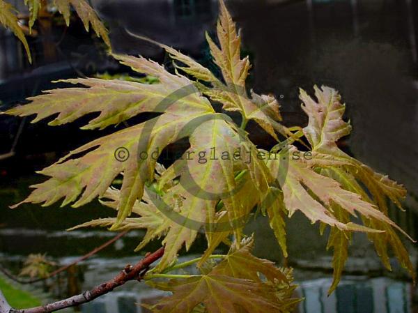 Köp Silverlönn Acer saccharinum 'Laciniatum Wieri' | Odlarglädjens ...
