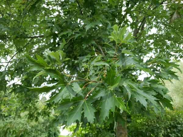 Köp Silverlönn Acer saccharinum | Odlarglädjens plantskola
