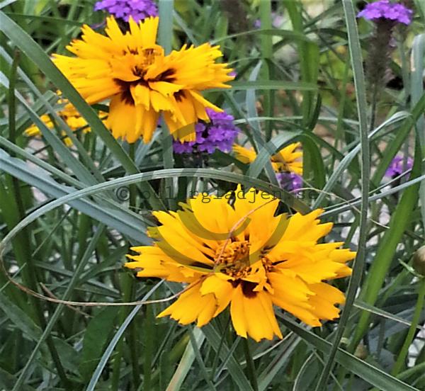 Köp Flicköga Coreopsis grandiflora 'Rising Sun' | Odlarglädjens plantskola