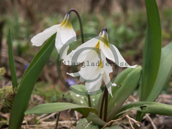 k-p-sibirisk-hundtandslilja-erythronium-sibiricum-altai-snow