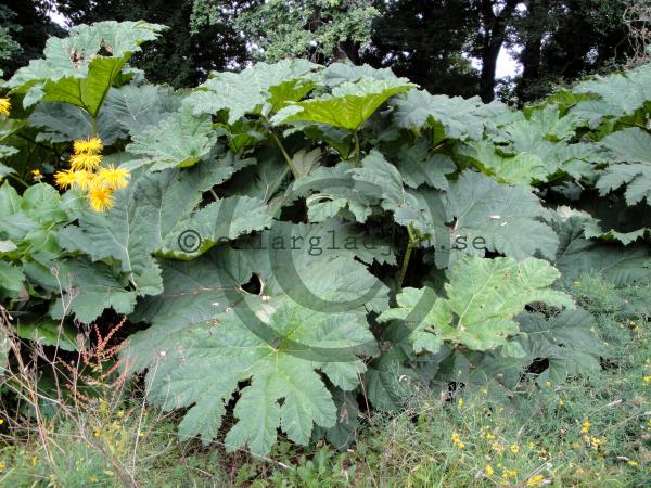Köp Jättegunnera Gunnera manicata | Odlarglädjens plantskola
