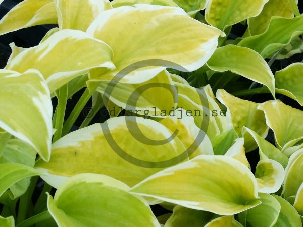 Köp Trädgårdsfunkia Hosta 'Spring Morning' | Odlarglädjens plantskola
