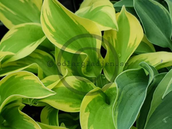Köp Trädgårdsfunkia Hosta 'Spring Morning' | Odlarglädjens plantskola
