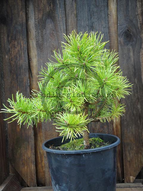 Köp Banksianatall Pinus banksiana 'Schneverdingen' | Odlarglädjens ...